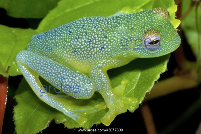 : Spiny Glass Frog : Spiny Glass Frog