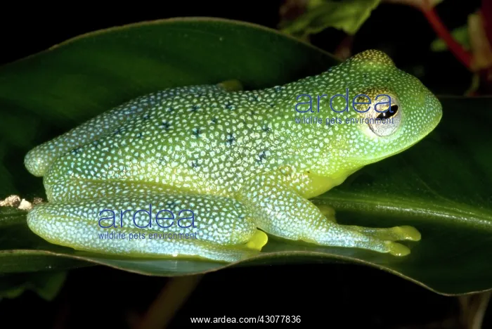 : Spiny Glass Frog : Spiny Glass Frog