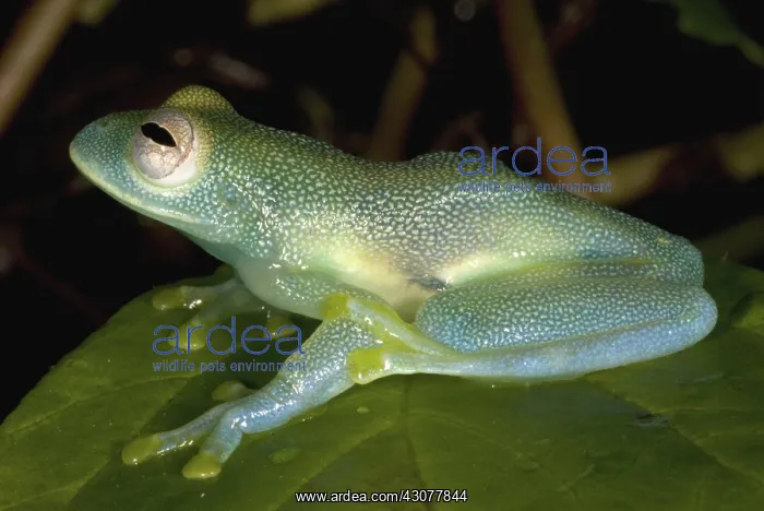 : Spiny Glass Frog : Spiny Glass Frog