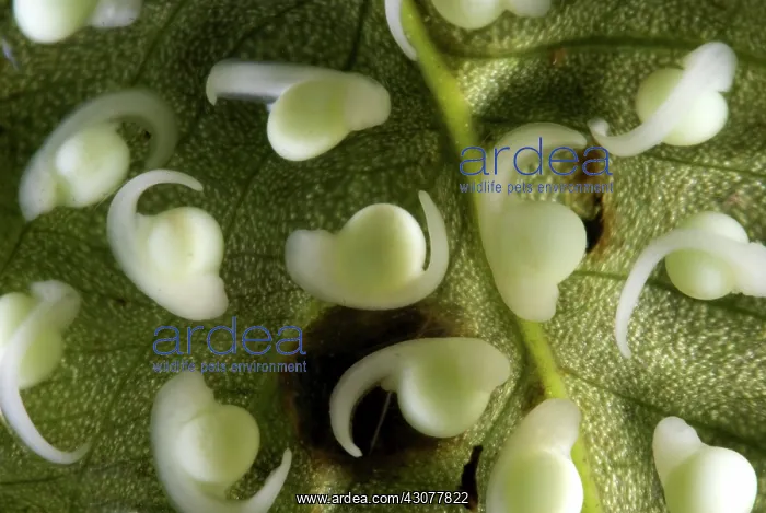 : Spiny Glass Frog larvae : Spiny Glass Frog larvae
