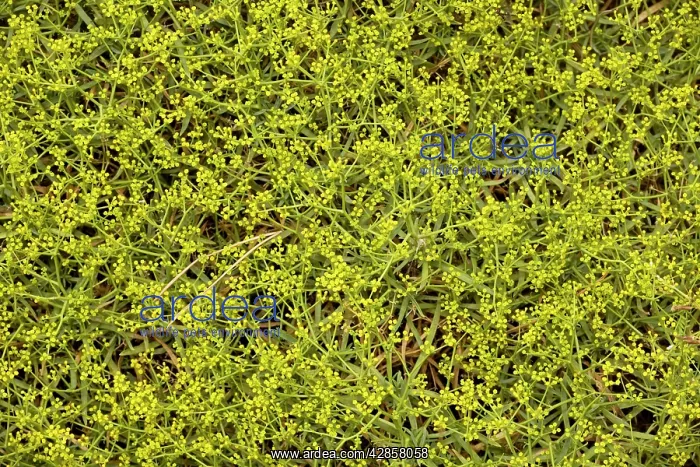 : Spiny hare's ear : Spiny hare's ear
