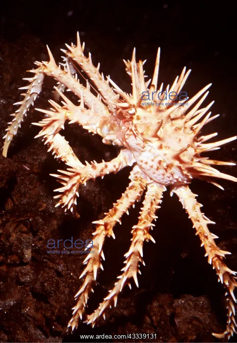 : SPINY KING CRAB : SPINY KING CRAB