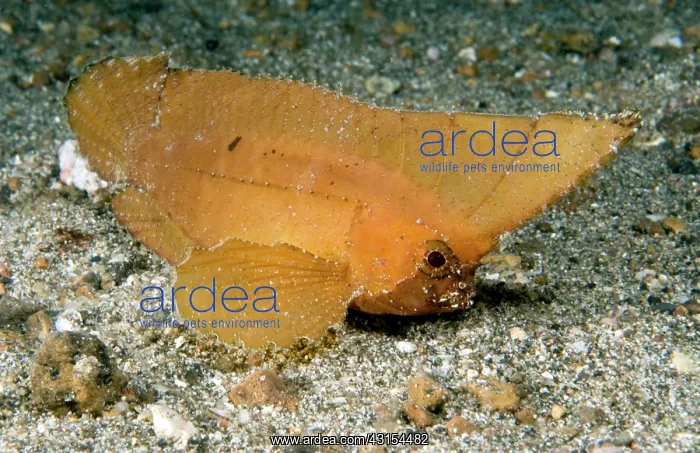 : Spiny Leaf Fish : Spiny Leaf Fish