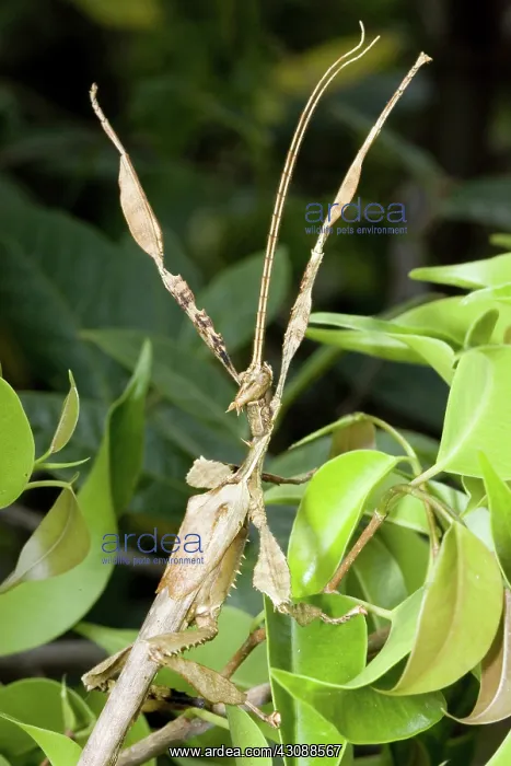: Spiny leaf insect : Spiny leaf insect