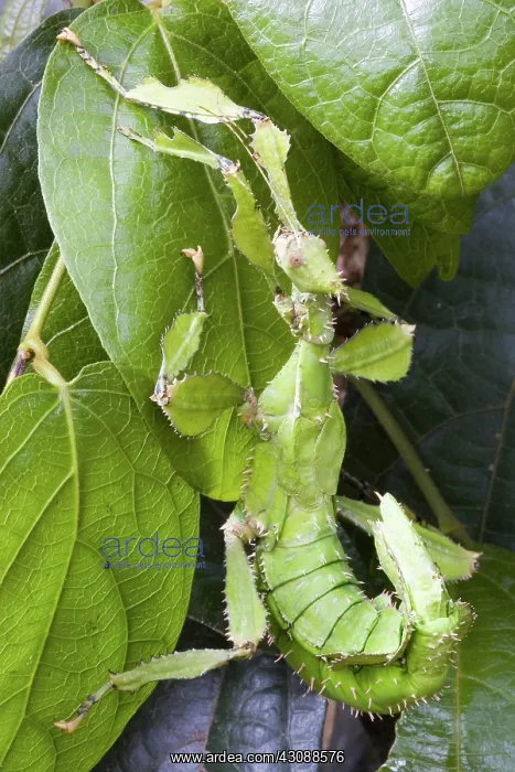 : Spiny leaf insect : Spiny leaf insect