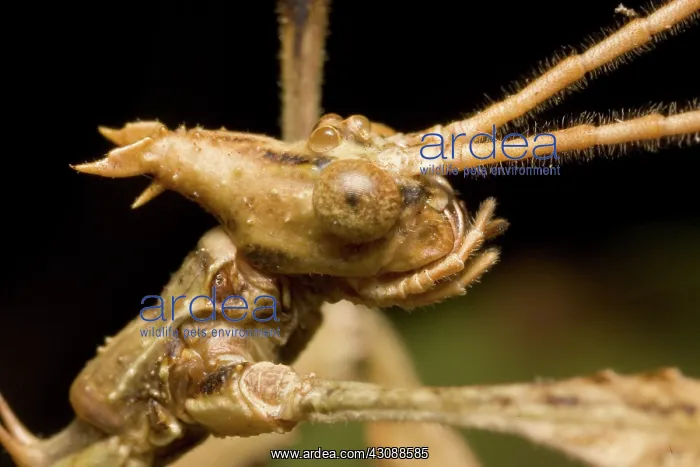 : Spiny leaf insect : Spiny leaf insect