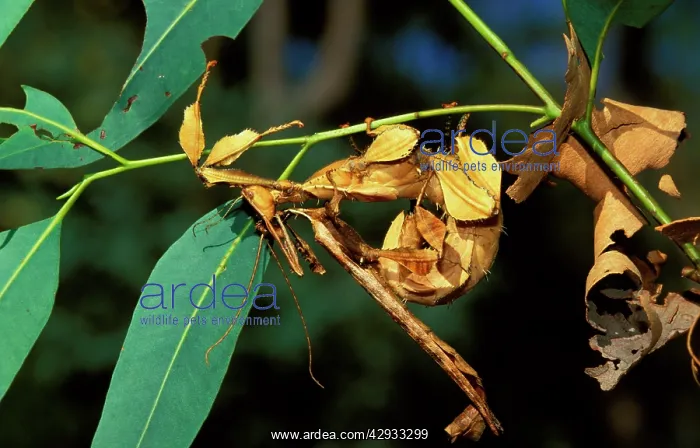 : Spiny leaf insects - in mating mode, camouflaged : Spiny leaf insects - in mating mode, camouflaged