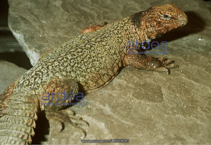 : SPINY LIZARD : SPINY LIZARD