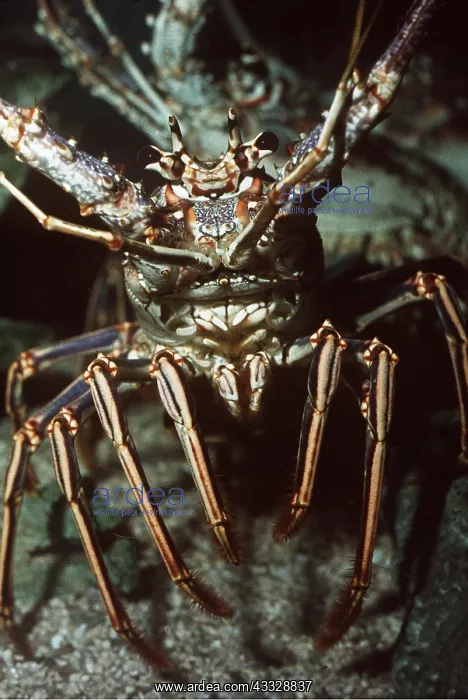: SPINY LOBSTER : SPINY LOBSTER