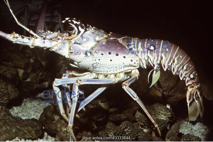 : SPINY LOBSTER : SPINY LOBSTER