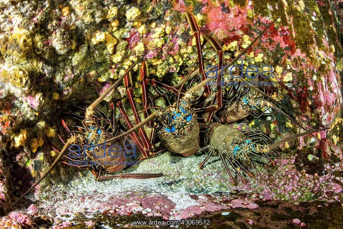 : Spiny lobster, Panulirus penicillatus, Roca Partida : Spiny lobster, Panulirus penicillatus, Roca Partida