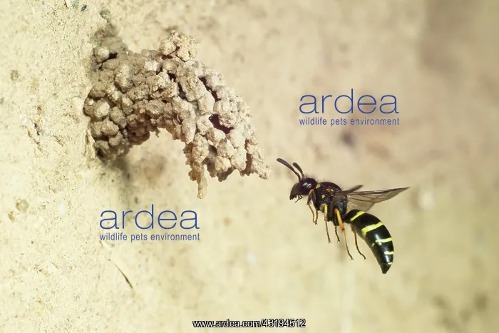 : Spiny Mason Wasp (Odynerus spinipes) approaching : Spiny Mason Wasp (Odynerus spinipes) approaching