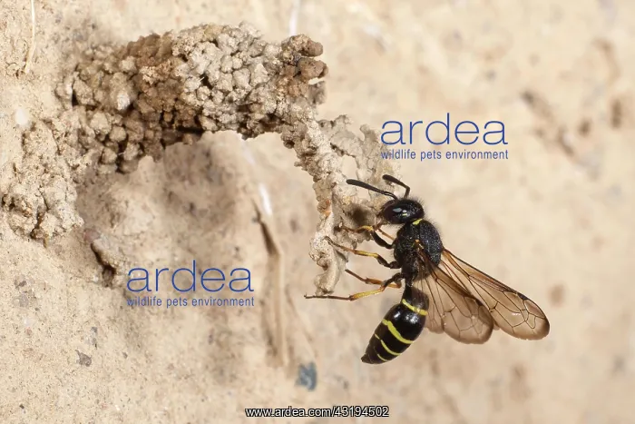 : Spiny Mason Wasp (Odynerus spinipes) on landing : Spiny Mason Wasp (Odynerus spinipes) on landing