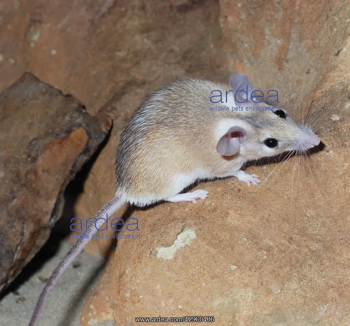  : Spiny Mouse