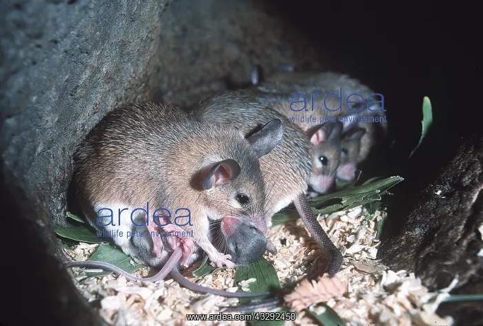 : SPINY MOUSE & YOUNG - row of mice with young : SPINY MOUSE & YOUNG - row of mice with young