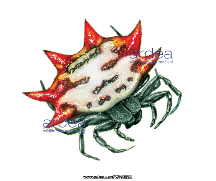 : Spiny Orb-Weaver : Spiny Orb-Weaver