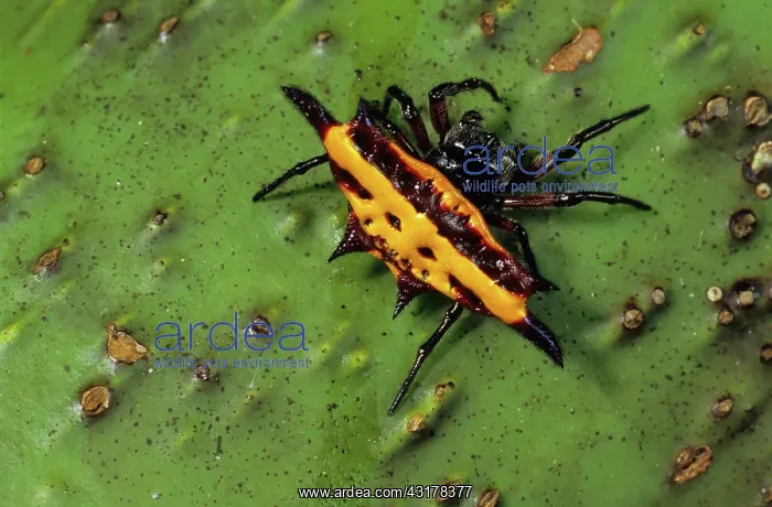 : Spiny Orb-weaver Spider : Spiny Orb-weaver Spider