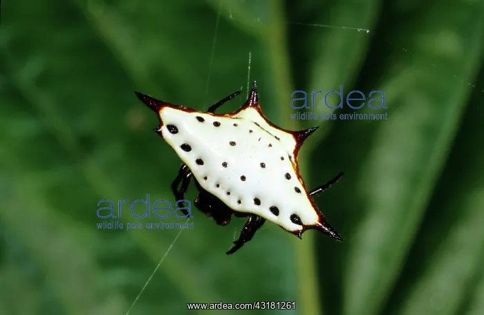: Spiny Orb-weaver Spider : Spiny Orb-weaver Spider