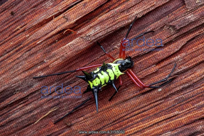 : Spiny orbweaver (Micrathena kirbyi), Belizon, French : Spiny orbweaver (Micrathena kirbyi), Belizon, French