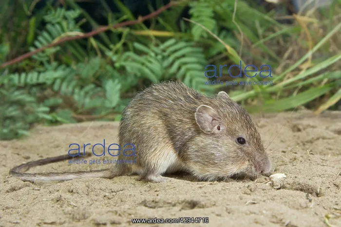  : Spiny Pocket Mouse