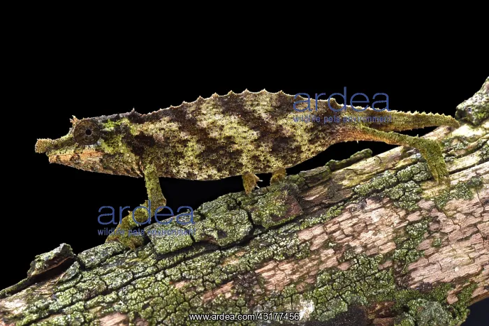 : The Spiny pygmy chameleon (Rhampholeon acuminatus) : The Spiny pygmy chameleon (Rhampholeon acuminatus)