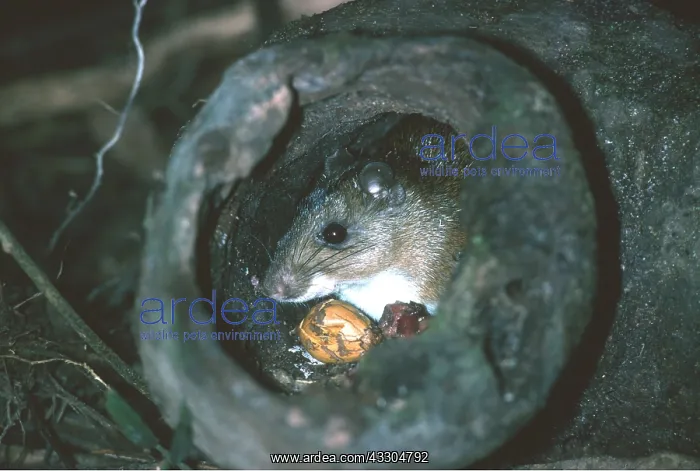: SPINY RAT - in hollow log den to eat food in safety : SPINY RAT - in hollow log den to eat food in safety