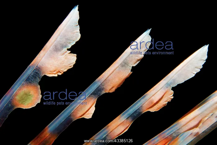 : Spiny rays of the dorsal fin, venomous, common lionfish : Spiny rays of the dorsal fin, venomous, common lionfish