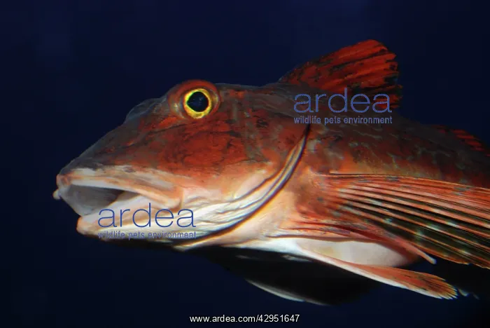: Spiny Red Gurnard, north west Pacific : Spiny Red Gurnard, north west Pacific