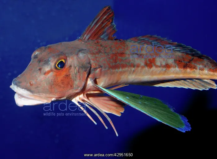 : Spiny Red Gurnard, north west Pacific : Spiny Red Gurnard, north west Pacific