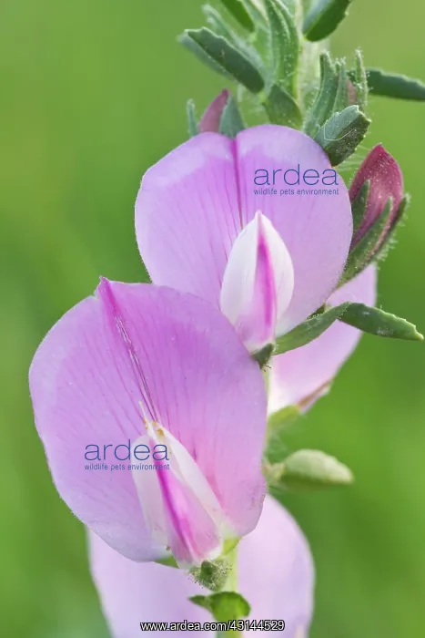 : Spiny Restharrow : Spiny Restharrow