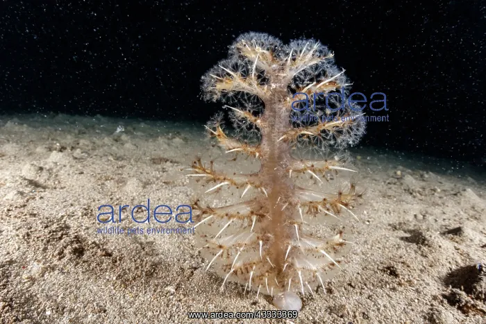 : Spiny sea-pen (Pteroides griseum), Puolo Bay, Ma : Spiny sea-pen (Pteroides griseum), Puolo Bay, Ma