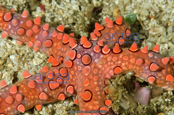 : Spiny Sea Star : Spiny Sea Star