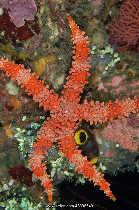 : Spiny Sea Star : Spiny Sea Star