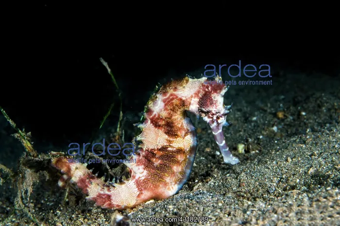 : Spiny Seahorse ( Hippocampus histrix) Malapascua : Spiny Seahorse ( Hippocampus histrix) Malapascua