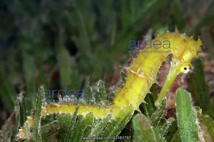 : Spiny Seahorse (Hippocampus histrix) on sea grass : Spiny Seahorse (Hippocampus histrix) on sea grass