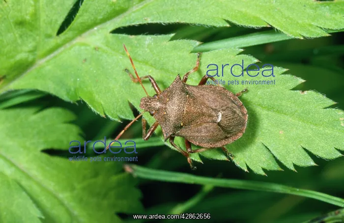 : Spiny Shield Bug : Spiny Shield Bug