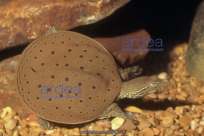 : Spiny Softshell Turtle : Spiny Softshell Turtle