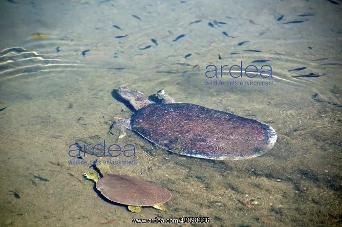 : Spiny Softshell Turtle : Spiny Softshell Turtle