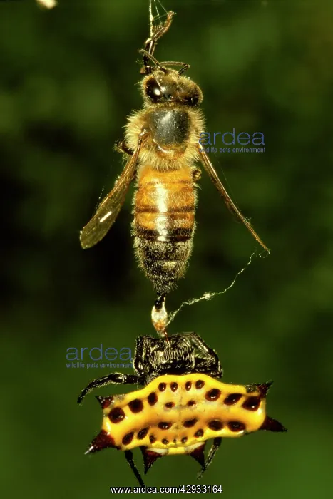 : A Spiny spider - and a Honeybee prey, both dead : A Spiny spider - and a Honeybee prey, both dead