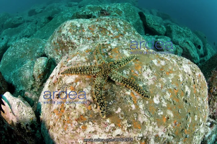 : spiny starfish - Madeira Island Portugal Atlantic Ocean : spiny starfish - Madeira Island Portugal Atlantic Ocean