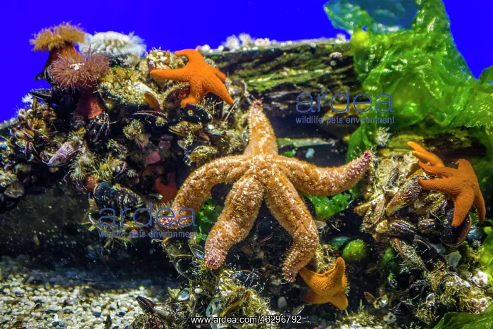 : Spiny Starfish, Two Oceans Aquarium, Cape Town : Spiny Starfish, Two Oceans Aquarium, Cape Town
