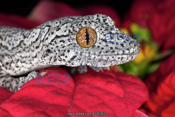 : Spiny Tail Gecko (Strophurus williamsi) : Spiny Tail Gecko (Strophurus williamsi)
