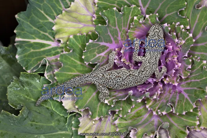: Spiny Tail Gecko (Strophurus williamsi) : Spiny Tail Gecko (Strophurus williamsi)