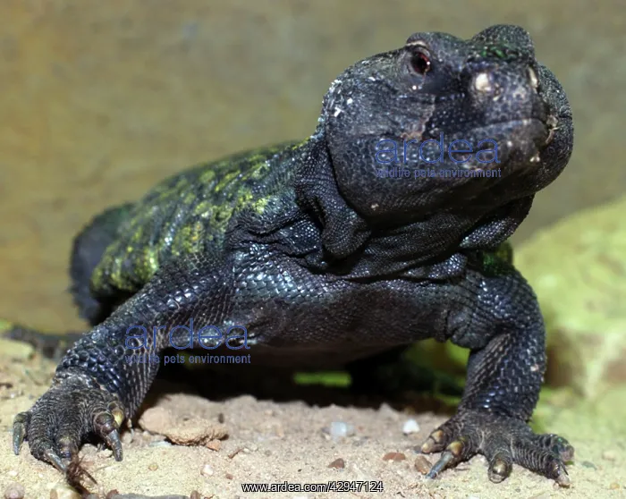 : Spiny Tailed Agamid, male : Spiny Tailed Agamid, male
