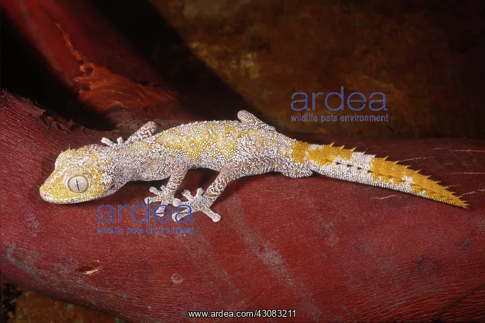 : Spiny Tailed Gecko (Diplodactylus sp.) : Spiny Tailed Gecko (Diplodactylus sp.)