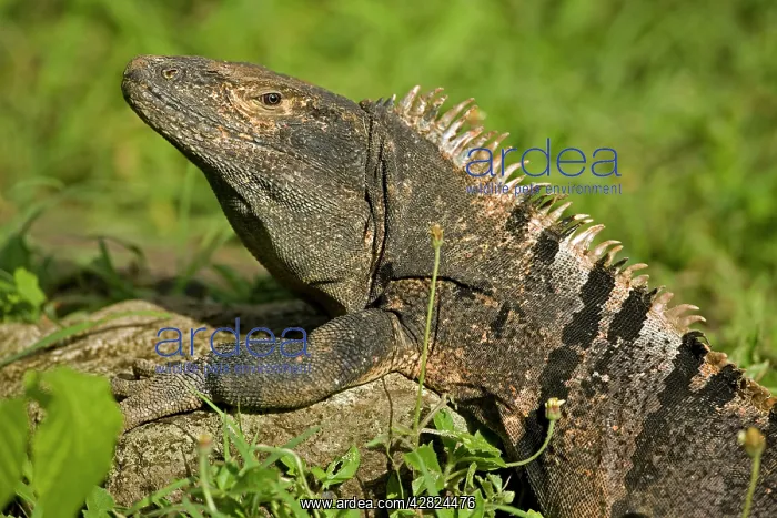 : Spiny-tailed Iguana : Spiny-tailed Iguana