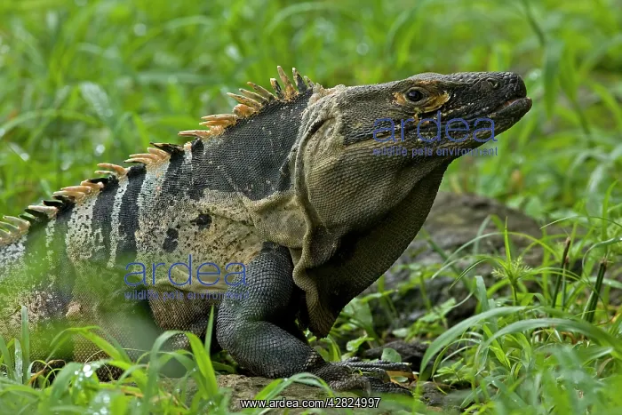 : Spiny-tailed Iguana : Spiny-tailed Iguana