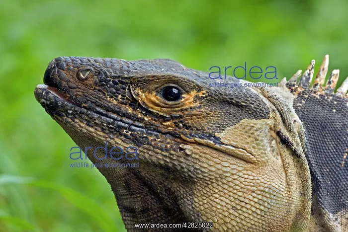 : Spiny-tailed Iguana : Spiny-tailed Iguana