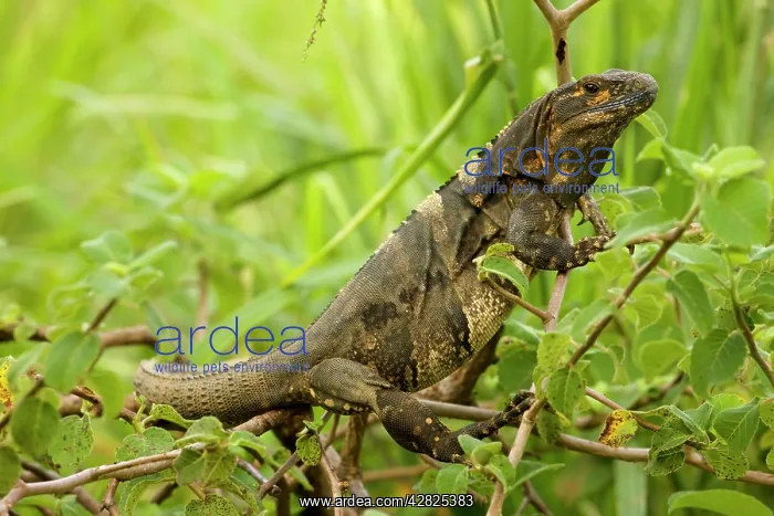 : Spiny-tailed Iguana : Spiny-tailed Iguana