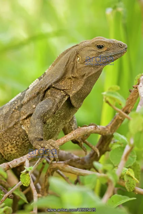 : Spiny-tailed Iguana : Spiny-tailed Iguana
